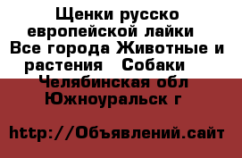 Щенки русско европейской лайки - Все города Животные и растения » Собаки   . Челябинская обл.,Южноуральск г.